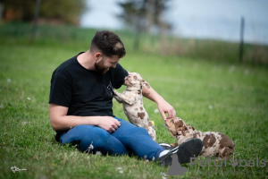 Zusätzliche Fotos: Französische Bulldogge