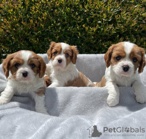 Foto №2 zu Ankündigung № 38244 zu verkaufen cavalier king charles spaniel - einkaufen Deutschland quotient 	ankündigung