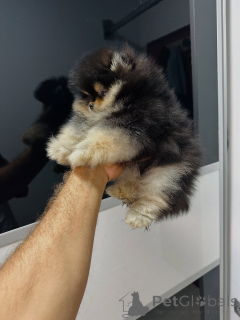 Foto №3. Reinrassige Pomeranian-Welpen mit verspieltem Charakter!. Deutschland
