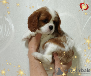 Foto №2 zu Ankündigung № 69707 zu verkaufen cavalier king charles spaniel - einkaufen Weißrussland züchter