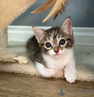 Foto №3. Asiatische Kätzchen zu verkaufen Business WhatsApp 12295825241. Finnland