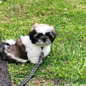 Foto №1. shih tzu - zum Verkauf in der Stadt Sofia | verhandelt | Ankündigung № 167395