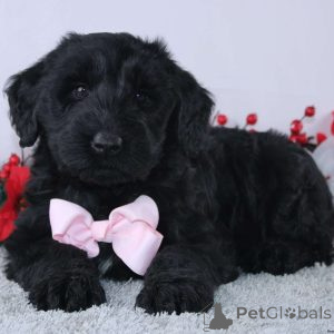 Foto №2 zu Ankündigung № 173082 zu verkaufen schnauzer - einkaufen Monaco quotient 	ankündigung, züchter