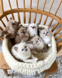 Foto №1. ragdoll-katze - zum Verkauf in der Stadt Essingen | 550€ | Ankündigung № 132783