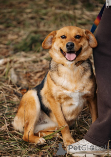 Foto №1. mischlingshund - zum Verkauf in der Stadt Москва | Frei | Ankündigung № 139188