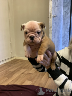 Foto №1. englische bulldogge - zum Verkauf in der Stadt Miami | 663€ | Ankündigung № 121036