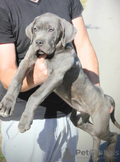 Foto №3. Cane Corso puppies available for sale.. Serbien