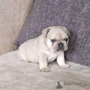 Foto №1. französische bulldogge - zum Verkauf in der Stadt Rennes | verhandelt | Ankündigung № 165311