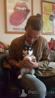 Foto №4. Ich werde verkaufen alaskan malamute in der Stadt Brasschaat. quotient 	ankündigung, züchter - preis - 600€