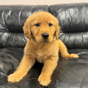 Foto №1. golden retriever - zum Verkauf in der Stadt Castelldeefels | Frei | Ankündigung № 170359