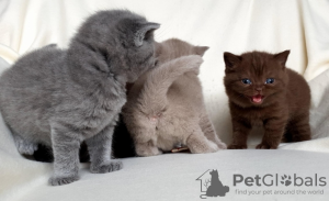 Foto №3. Amerikanischer Shorthair. Algerien