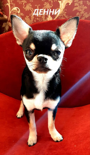 Zusätzliche Fotos: Chihuahua-Junge sucht ein neues Zuhause.
