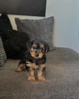 Foto №4. Ich werde verkaufen yorkshire terrier in der Stadt Vilnius. quotient 	ankündigung, züchter - preis - 750€