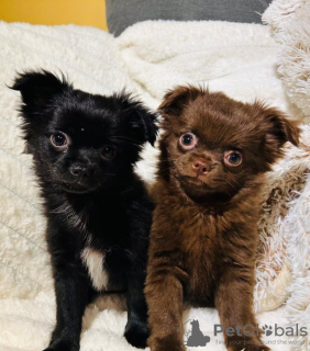 Foto №2 zu Ankündigung № 133284 zu verkaufen chihuahua - einkaufen Deutschland quotient 	ankündigung