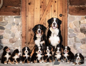 Foto №1. berner sennenhund - zum Verkauf in der Stadt Leipzig | 150€ | Ankündigung № 129360