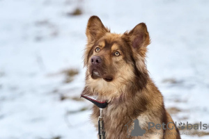 Foto №2 zu Ankündigung № 133038 zu verkaufen  - einkaufen Russische Föderation quotient 	ankündigung