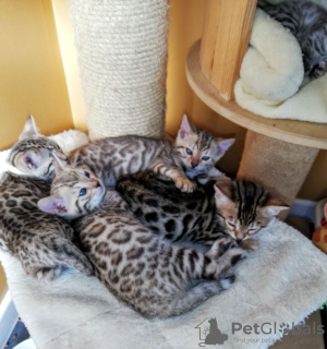 Foto №2 zu Ankündigung № 63752 zu verkaufen bengal katzenrasse - einkaufen Deutschland quotient 	ankündigung, vom kindergarten