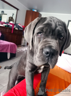 Foto №2 zu Ankündigung № 82767 zu verkaufen cane corso italiano - einkaufen Russische Föderation quotient 	ankündigung