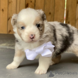 Foto №2 zu Ankündigung № 55327 zu verkaufen border collie - einkaufen Schweden 