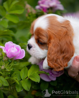 Foto №4. Ich werde verkaufen cavalier king charles spaniel in der Stadt Гамбург. quotient 	ankündigung - preis - 400€