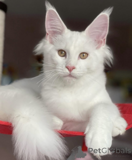 Foto №1. maine-coon-katze - zum Verkauf in der Stadt Baden-Baden | 990€ | Ankündigung № 163465