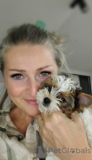 Foto №1. biewer terrier - zum Verkauf in der Stadt Tiflis | 872€ | Ankündigung № 159711