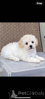 Foto №2 zu Ankündigung № 149901 zu verkaufen maltipu - einkaufen Deutschland quotient 	ankündigung, züchter