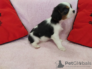 Foto №4. Ich werde verkaufen cavalier king charles spaniel in der Stadt Minsk. züchter - preis - 799€