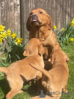 Foto №3. Labrador-Welpen mit Stammbaum. USA