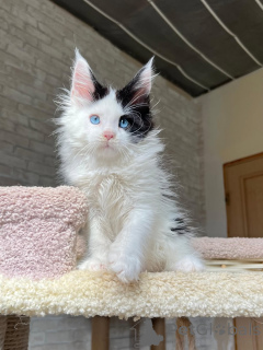 Foto №1. maine-coon-katze - zum Verkauf in der Stadt Reich | verhandelt | Ankündigung № 160718