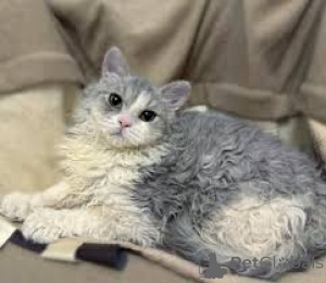 Foto №1. selkirk rex langhaarkatze - zum Verkauf in der Stadt Helsinki | 500€ | Ankündigung № 178419