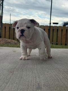 Foto №2 zu Ankündigung № 175409 zu verkaufen englische bulldogge - einkaufen Niederlande züchter