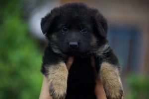 Foto №1. deutscher schäferhund - zum Verkauf in der Stadt Kiew | 279€ | Ankündigung № 6527