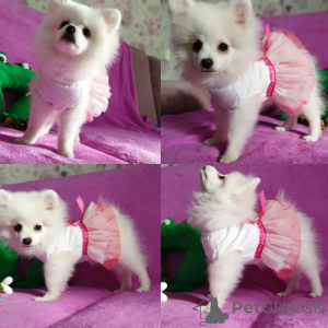 Foto №3. Schneewittchen Mädchen PomeranianSpitzToy, Dokumente KSU-FCI. Ukraine