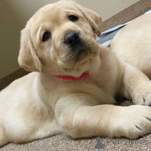 Foto №1.  - zum Verkauf in der Stadt Leeds | 291€ | Ankündigung № 160968