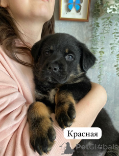 Foto №1. rottweiler - zum Verkauf in der Stadt Kazan | 37€ | Ankündigung № 97087
