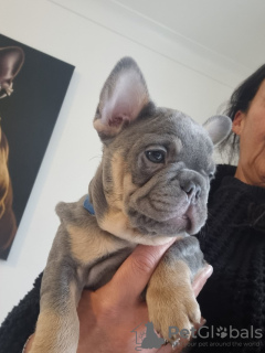 Foto №4. Ich werde verkaufen französische bulldogge in der Stadt Helsinki. quotient 	ankündigung - preis - 400€
