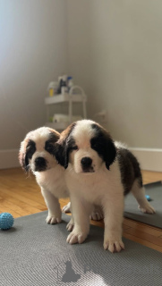 Foto №1. bernhardiner - zum Verkauf in der Stadt Graz-Ragnitz | 500€ | Ankündigung № 160543