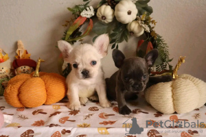 Foto №3. Auf Toilette geschulter Tierarzt. Geprüfte französische Bulldogge. USA