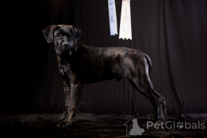 Foto №1. cane corso italiano - zum Verkauf in der Stadt Buzău | 10000€ | Ankündigung № 150213