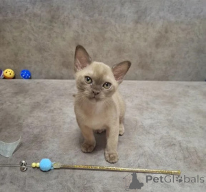 Foto №1. burma-katze - zum Verkauf in der Stadt Wesel | 350€ | Ankündigung № 177641