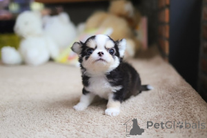 Foto №4. Ich werde verkaufen chihuahua in der Stadt San Diego. züchter - preis - verhandelt