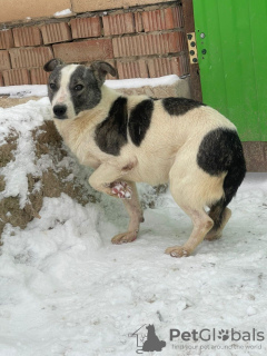 Foto №1. mischlingshund - zum Verkauf in der Stadt Москва | Frei | Ankündigung № 30129