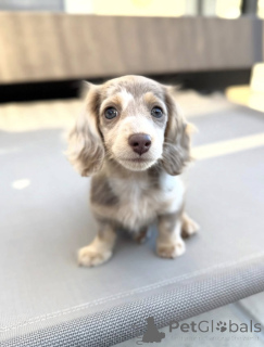 Foto №3. Diese praktischen Teckelwelpen. Niederlande