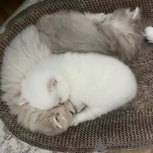 Foto №1. britisch kurzhaar - zum Verkauf in der Stadt Cochem | 380€ | Ankündigung № 167268