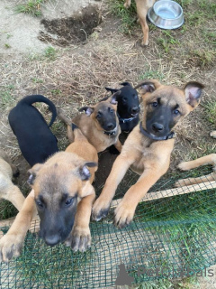 Foto №1. belgischer schäferhund - zum Verkauf in der Stadt De Haan | verhandelt | Ankündigung № 124684