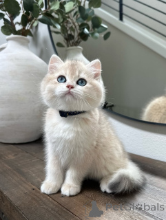 Foto №2 zu Ankündigung № 155696 zu verkaufen britisch kurzhaar - einkaufen Finnland quotient 	ankündigung