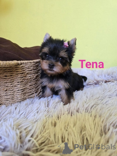 Foto №4. Ich werde verkaufen yorkshire terrier in der Stadt Zenjanin. züchter - preis - verhandelt