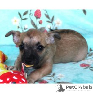 Foto №3. Lernen Sie den bezaubernden Chihuahua-Welpen Wiley kennen, der bereit für sein. Deutschland