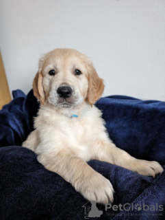 Foto №2 zu Ankündigung № 100329 zu verkaufen golden retriever - einkaufen USA quotient 	ankündigung